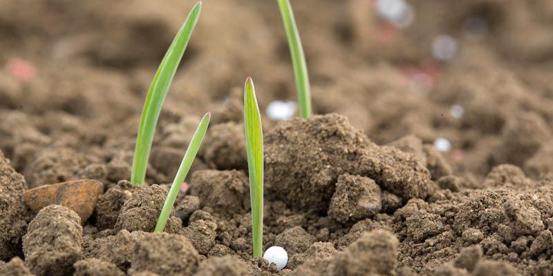 Spring Barley Fertiliser Pearl C Tim Scrivener.jpg