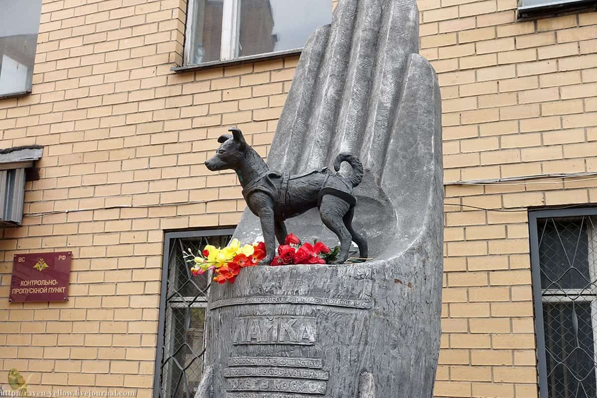 Laika 1